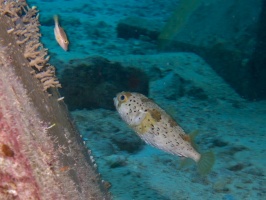 Porcupinefish IMG 4579